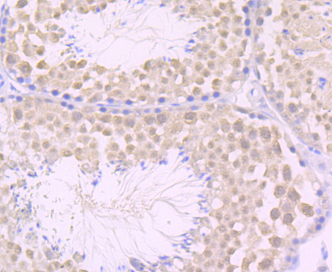 Immunohistochemical analysis of paraffin-embedded mouse testis tissue using anti-JAB1 antibody. Counter stained with hematoxylin.