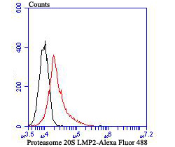 Proteasome 20S LMP2 Recombinant Rabbit Monoclonal Antibody [JB35-07] - image 2