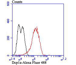 Flow cytometric analysis of Dcp1a was done on LOVO cells. The cells were fixed, permeabilized and stained with the primary antibody (ET7107-26, 1/50) (red). After incubation of the primary antibody at room temperature for an hour, the cells were stained with a Alexa Fluor®488 conjugate-Goat anti-Rabbit IgG Secondary antibody at 1/1,000 dilution for 30 minutes.Unlabelled sample was used as a control (cells without incubation with primary antibody; black).