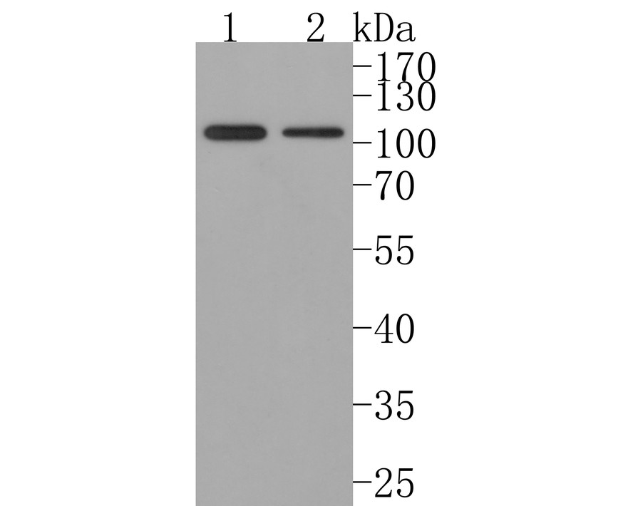 Western blot analysis of CRM1 on different lysates. Proteins were transferred to a PVDF membrane and blocked with 5% NFDM/TBST in PBS for 1 hour at room temperature. The primary antibody (ET7107-27, 1/500) was used in 5% NFDM/TBST at room temperature for 2 hours. Goat Anti-Rabbit IgG - HRP Secondary Antibody (HA1001) at 1:200,000 dilution was used for 1 hour at room temperature.<br />
Positive control: <br />
Lane 1: Hela cell lysate<br />
Lane 2: 293T cell lysate<br />
<br />
Predicted band size: 123 kDa<br />
Observed band size: 110 kDa