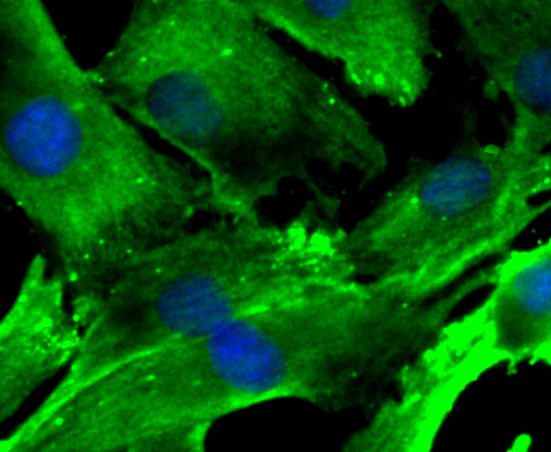 ICC staining Nesprin 1 in C2C12 cells (green). The nuclear counter stain is DAPI (blue). Cells were fixed in paraformaldehyde, permeabilised with 0.25% Triton X100/PBS.
