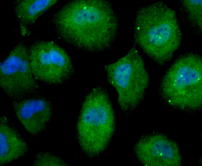 ICC staining Nesprin 1 in HUVEC cells (green). The nuclear counter stain is DAPI (blue). Cells were fixed in paraformaldehyde, permeabilised with 0.25% Triton X100/PBS.