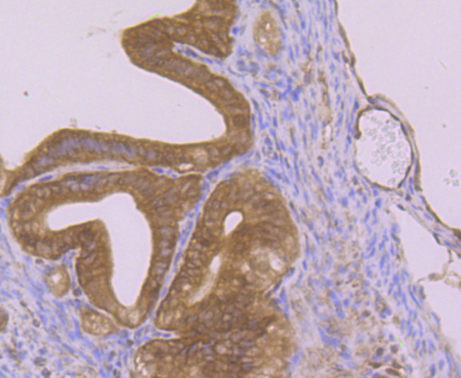 Immunohistochemical analysis of paraffin-embedded mouse fallopian tubes tissue using anti-Nesprin 1 antibody. Counter stained with hematoxylin.