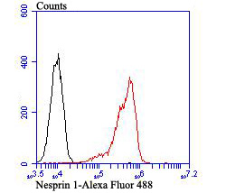 Flow cytometric analysis of Daudi cells with Nesprin 1 antibody at 1/100 dilution (red) compared with an unlabelled control (cells without incubation with primary antibody; black).Alexa Fluor 488-conjugated goat anti-rabbit IgG was used as the secondary antibody.