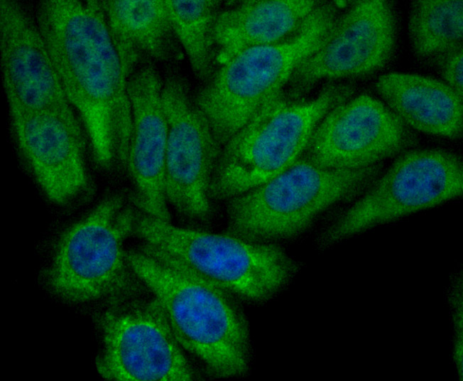 ICC staining PCK2 in HepG2 cells (green). The nuclear counter stain is DAPI (blue). Cells were fixed in paraformaldehyde, permeabilised with 0.25% Triton X100/PBS.