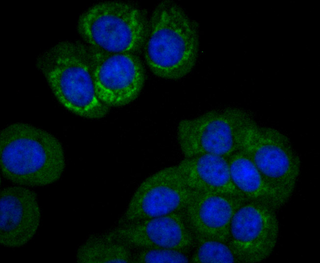ICC staining PCK2 in MCF-7 cells (green). The nuclear counter stain is DAPI (blue). Cells were fixed in paraformaldehyde, permeabilised with 0.25% Triton X100/PBS.