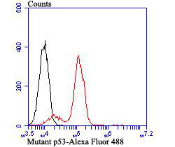 Flow cytometric analysis of Mutant p53 was done on Daudi cells. The cells were fixed, permeabilized and stained with the primary antibody (ET7107-33, 1/50) (red). After incubation of the primary antibody at room temperature for an hour, the cells were stained with a Alexa Fluor 488-conjugated Goat anti-Rabbit IgG Secondary antibody at 1/1000 dilution for 30 minutes.Unlabelled sample was used as a control (cells without incubation with primary antibody; black).