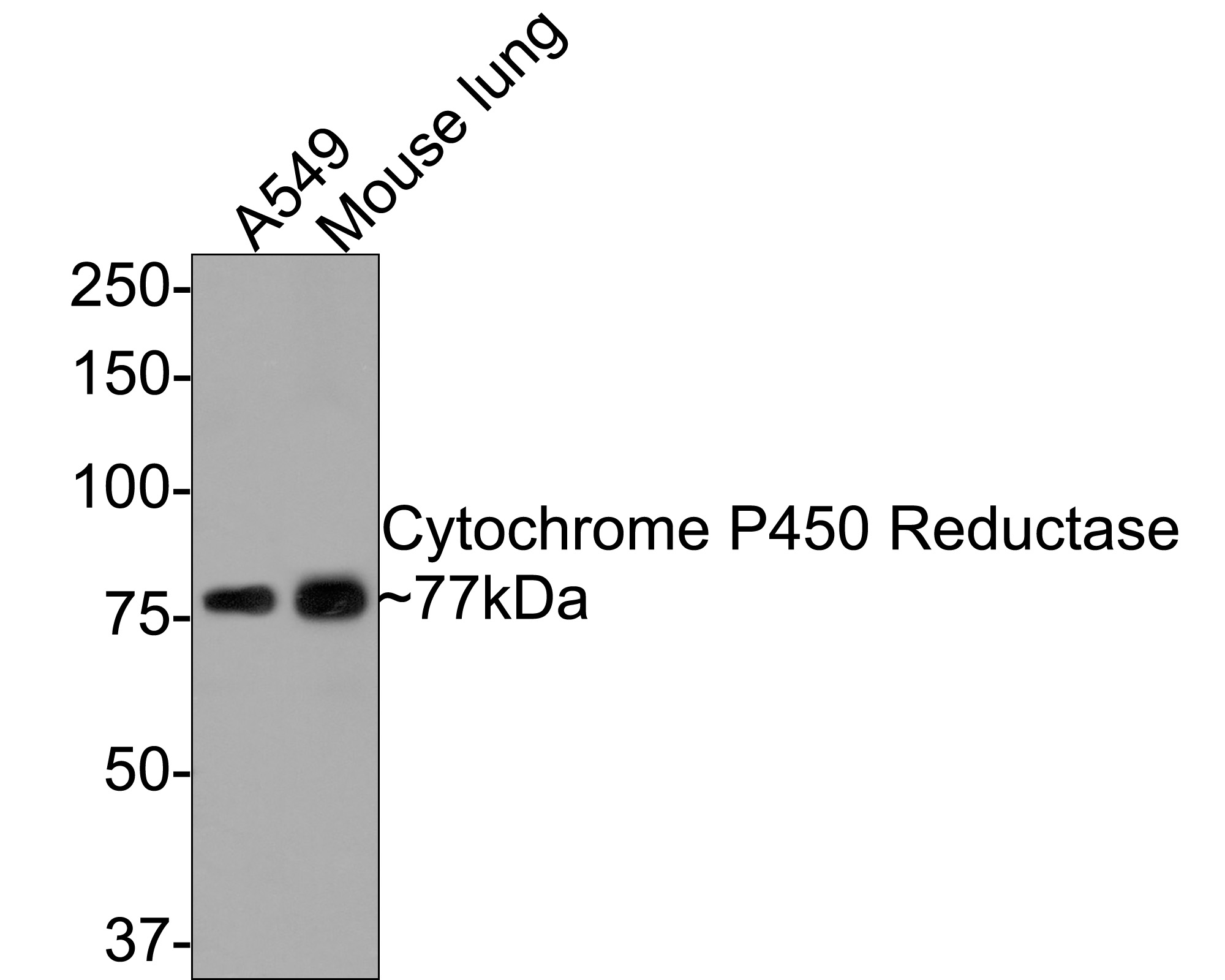 Western blot analysis of Cytochrome P450 Reductase on different lysates with Rabbit anti-Cytochrome P450 Reductase antibody (ET7107-35) at 1/500 dilution.<br />
<br />
Lane 1: A549 cell lysate (10 µg/Lane)<br />
Lane 2: Mouse lung tissue lysate (20 µg/Lane)<br />
<br />
Predicted band size: 77 kDa<br />
Observed band size: 77 kDa<br />
<br />
Exposure time: 2 minutes;<br />
<br />
8% SDS-PAGE gel.<br />
<br />
Proteins were transferred to a PVDF membrane and blocked with 5% NFDM/TBST for 1 hour at room temperature. The primary antibody (ET7107-35) at 1/500 dilution was used in 5% NFDM/TBST at room temperature for 2 hours. Goat Anti-Rabbit IgG - HRP Secondary Antibody (HA1001) at 1:300,000 dilution was used for 1 hour at room temperature.