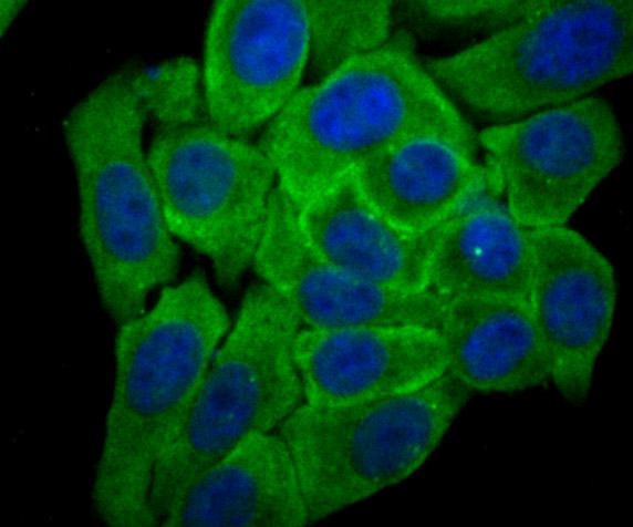 ICC staining of Cytochrome P450 Reductase in HepG2 cells (green). Formalin fixed cells were permeabilized with 0.1% Triton X-100 in TBS for 10 minutes at room temperature and blocked with 1% Blocker BSA for 15 minutes at room temperature. Cells were probed with the primary antibody (ET7107-35, 1/50) for 1 hour at room temperature, washed with PBS. Alexa Fluor®488 Goat anti-Rabbit IgG was used as the secondary antibody at 1/1,000 dilution. The nuclear counter stain is DAPI (blue).