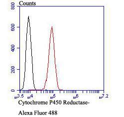 Flow cytometric analysis of Cytochrome P450 Reductase was done on HepG2 cells. The cells were fixed, permeabilized and stained with the primary antibody (ET7107-35, 1/50) (red). After incubation of the primary antibody at room temperature for an hour, the cells were stained with a Alexa Fluor 488-conjugated Goat anti-Rabbit IgG Secondary antibody at 1/1000 dilution for 30 minutes.Unlabelled sample was used as a control (cells without incubation with primary antibody; black).