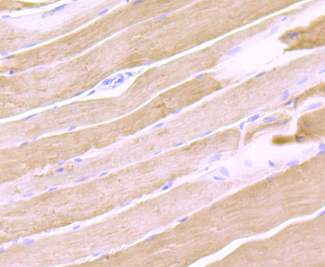 Immunohistochemical analysis of paraffin-embedded rat skeletal muscle tissue using anti-Calsequestrin 1 antibody. Counter stained with hematoxylin.