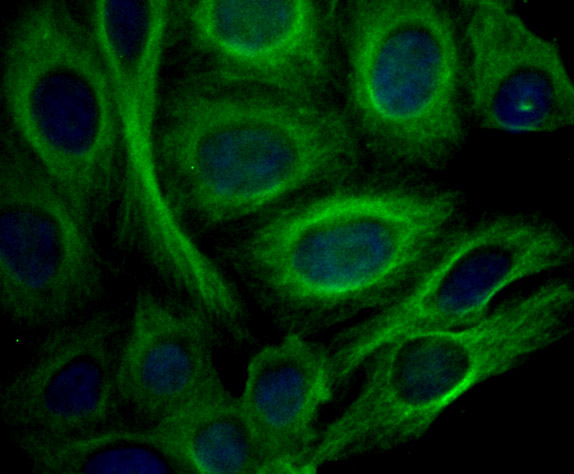 ICC staining of Apolipoprotein A II in HepG2 cells (green). Formalin fixed cells were permeabilized with 0.1% Triton X-100 in TBS for 10 minutes at room temperature and blocked with 10% negative goat serum for 15 minutes at room temperature. Cells were probed with the primary antibody (ET7107-47, 1/50) for 1 hour at room temperature, washed with PBS. Alexa Fluor®488 conjugate-Goat anti-Rabbit IgG was used as the secondary antibody at 1/1,000 dilution. The nuclear counter stain is DAPI (blue).
