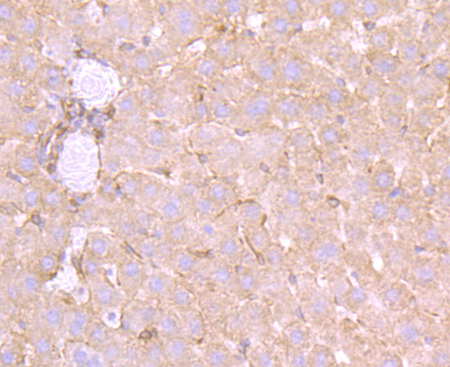 Immunohistochemical analysis of paraffin-embedded rat liver tissue using anti-Apolipoprotein A II antibody. The section was pre-treated using heat mediated antigen retrieval with Tris-EDTA buffer (pH 9.0) for 20 minutes.The tissues were blocked in 1% BSA for 30 minutes at room temperature, washed with ddH2O and PBS, and then probed with the primary antibody (ET7107-47, 1/50) for 30 minutes at room temperature. The detection was performed using an HRP conjugated compact polymer system. DAB was used as the chromogen. Tissues were counterstained with hematoxylin and mounted with DPX.