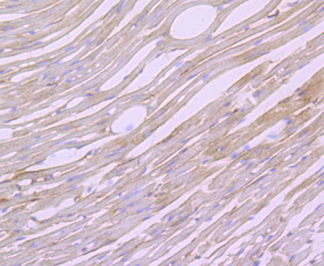 Immunohistochemical analysis of paraffin-embedded mouse heart tissue using anti-Biglycan antibody. The section was pre-treated using heat mediated antigen retrieval with Tris-EDTA buffer (pH 9.0) for 20 minutes.The tissues were blocked in 1% BSA for 30 minutes at room temperature, washed with ddH2O and PBS, and then probed with the primary antibody (ET7107-48, 1/50) for 30 minutes at room temperature. The detection was performed using an HRP conjugated compact polymer system. DAB was used as the chromogen. Tissues were counterstained with hematoxylin and mounted with DPX.