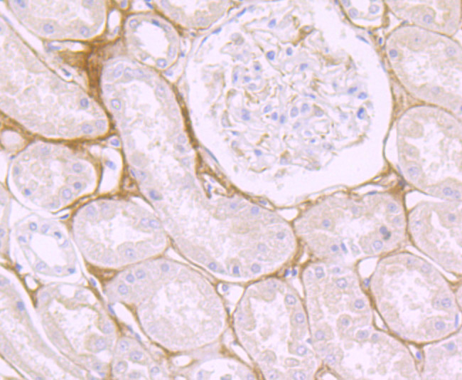 Immunohistochemical analysis of paraffin-embedded human kidney tissue using anti-Biglycan antibody. The section was pre-treated using heat mediated antigen retrieval with Tris-EDTA buffer (pH 9.0) for 20 minutes.The tissues were blocked in 1% BSA for 30 minutes at room temperature, washed with ddH2O and PBS, and then probed with the primary antibody (ET7107-48, 1/50) for 30 minutes at room temperature. The detection was performed using an HRP conjugated compact polymer system. DAB was used as the chromogen. Tissues were counterstained with hematoxylin and mounted with DPX.