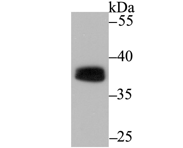Western blot analysis of PU.1/Spi1 on THP-1 cell lysates. Proteins were transferred to a PVDF membrane and blocked with 5% BSA in PBS for 1 hour at room temperature. The primary antibody (ET7107-49, 1/500) was used in 5% BSA at room temperature for 2 hours. Goat Anti-Rabbit IgG - HRP Secondary Antibody (HA1001) at 1:40,000 dilution was used for 1 hour at room temperature.