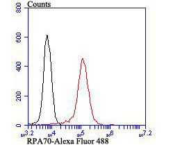 Flow cytometric analysis of 293T cells with RPA70 antibody at 1/100 dilution (red) compared with an unlabelled control (cells without incubation with primary antibody; black). Alexa Fluor 488-conjugated goat anti rabbit IgG was used as the secondary antibody.