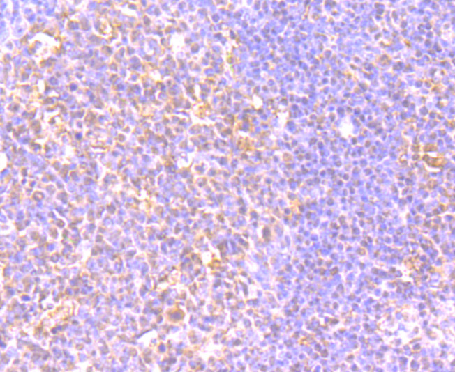 Immunohistochemical analysis of paraffin-embedded human tonsil tissue using anti-LY75 antibody. The section was pre-treated using heat mediated antigen retrieval with Tris-EDTA buffer (pH 9.0) for 20 minutes.The tissues were blocked in 1% BSA for 30 minutes at room temperature, washed with ddH2O and PBS, and then probed with the primary antibody (ET7107-58, 1/50) for 30 minutes at room temperature. The detection was performed using an HRP conjugated compact polymer system. DAB was used as the chromogen. Tissues were counterstained with hematoxylin and mounted with DPX.