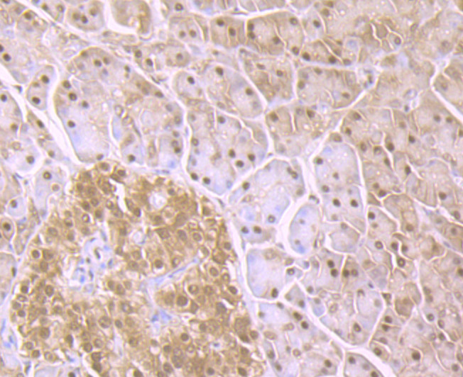 Immunohistochemical analysis of paraffin-embedded human pancreas tissue using anti-Proteasome 20S C2 antibody. Counter stained with hematoxylin.