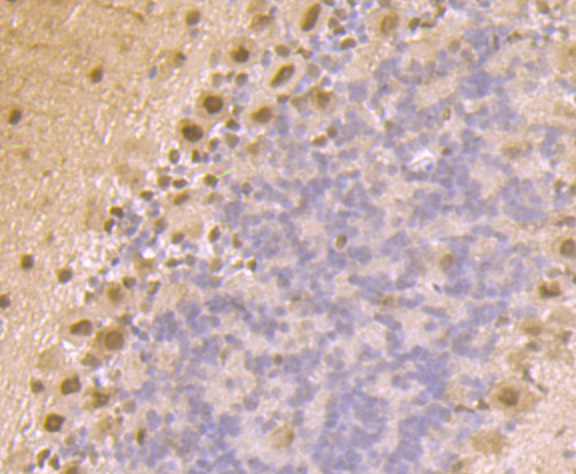 Immunohistochemical analysis of paraffin-embedded mouse cerebellum tissue using anti-Proteasome 20S C2 antibody. Counter stained with hematoxylin.