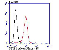 Flow cytometric analysis of K562 cells with STIP1 antibody at 1/100 dilution (red) compared with an unlabelled control (cells without incubation with primary antibody; black). Alexa Fluor 488-conjugated goat anti rabbit IgG was used as the secondary antibody.
