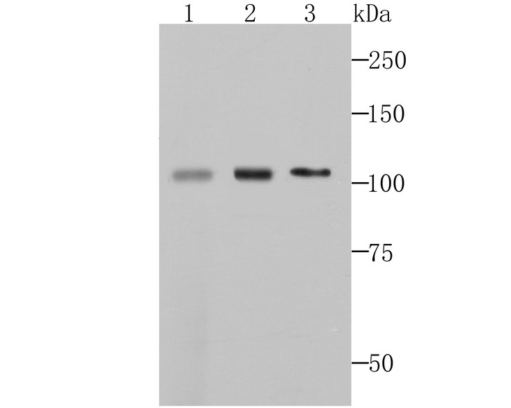 Western blot analysis of MCM3 on mouse thymus tissue (1), NIH-3T3 cell lysates (2) and Hela cell lysates (3) using anti-MCM3 antibody at 1/500 dilution.