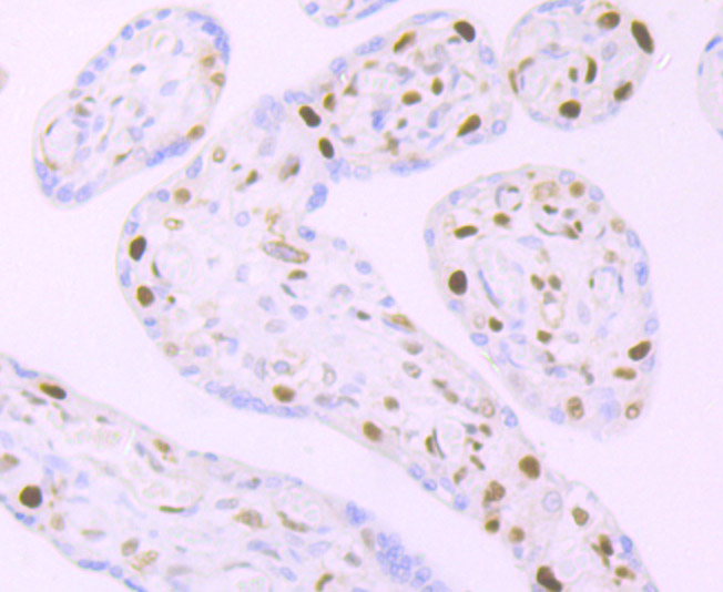 Immunohistochemical analysis of paraffin-embedded human placenta tissue using anti-MCM3 antibody. Counter stained with hematoxylin.