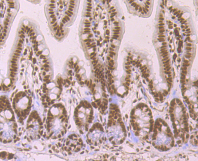 Immunohistochemical analysis of paraffin-embedded mouse colon tissue using anti-SF2 antibody. The section was pre-treated using heat mediated antigen retrieval with Tris-EDTA buffer (pH 9.0) for 20 minutes.The tissues were blocked in 1% BSA for 30 minutes at room temperature, washed with ddH2O and PBS, and then probed with the primary antibody (ET7107-70, 1/50) for 30 minutes at room temperature. The detection was performed using an HRP conjugated compact polymer system. DAB was used as the chromogen. Tissues were counterstained with hematoxylin and mounted with DPX.