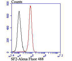 Flow cytometric analysis of SF2 was done on K562 cells. The cells were fixed, permeabilized and stained with the primary antibody (ET7107-70, 1/50) (red). After incubation of the primary antibody at room temperature for an hour, the cells were stained with a Alexa Fluor®488 conjugate-Goat anti-Rabbit IgG Secondary antibody at 1/1,000 dilution for 30 minutes.Unlabelled sample was used as a control (cells without incubation with primary antibody; black).