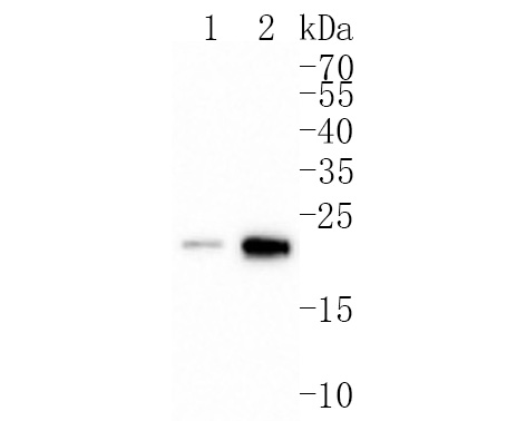 Western blot analysis of GST3 on different lysates. Proteins were transferred to a PVDF membrane and blocked with 5% BSA in PBS for 1 hour at room temperature. The primary antibody (ET7107-71, 1/500) was used in 5% BSA at room temperature for 2 hours. Goat Anti-Rabbit IgG - HRP Secondary Antibody (HA1001) at 1:200,000 dilution was used for 1 hour at room temperature.<br />
Positive control: <br />
Lane 1: A549 cell lysate<br />
Lane 2: Mouse liver tissue lysate