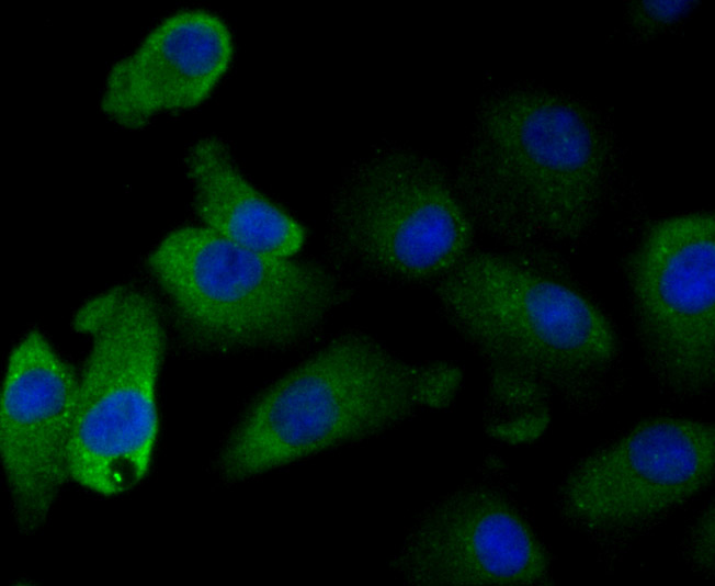ICC staining of GST3 in A549 cells (green). Formalin fixed cells were permeabilized with 0.1% Triton X-100 in TBS for 10 minutes at room temperature and blocked with 1% Blocker BSA for 15 minutes at room temperature. Cells were probed with the primary antibody (ET7107-71, 1/50) for 1 hour at room temperature, washed with PBS. Alexa Fluor®488 Goat anti-Rabbit IgG was used as the secondary antibody at 1/1,000 dilution. The nuclear counter stain is DAPI (blue).