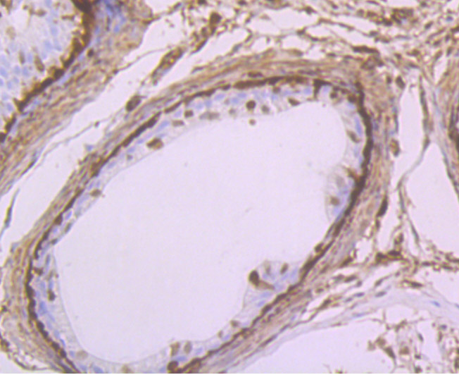 Immunohistochemical analysis of paraffin-embedded rat epididymis tissue using anti-GST3 antibody. The section was pre-treated using heat mediated antigen retrieval with Tris-EDTA buffer (pH 8.0-8.4) for 20 minutes.The tissues were blocked in 5% BSA for 30 minutes at room temperature, washed with ddH2O and PBS, and then probed with the primary antibody (ET7107-71, 1/50) for 30 minutes at room temperature. The detection was performed using an HRP conjugated compact polymer system. DAB was used as the chromogen. Tissues were counterstained with hematoxylin and mounted with DPX.