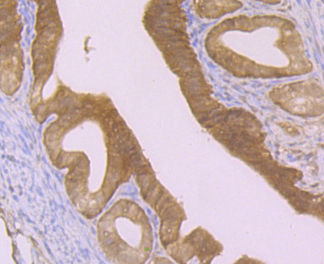 Immunohistochemical analysis of paraffin-embedded mouse fallopian tube tissue using anti-GST3 antibody. The section was pre-treated using heat mediated antigen retrieval with Tris-EDTA buffer (pH 8.0-8.4) for 20 minutes.The tissues were blocked in 5% BSA for 30 minutes at room temperature, washed with ddH2O and PBS, and then probed with the primary antibody (ET7107-71, 1/50) for 30 minutes at room temperature. The detection was performed using an HRP conjugated compact polymer system. DAB was used as the chromogen. Tissues were counterstained with hematoxylin and mounted with DPX.