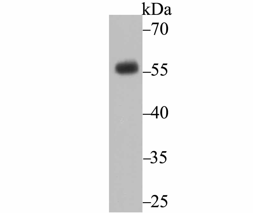 Western blot analysis of CD27 on Raji cell lysates. Proteins were transferred to a PVDF membrane and blocked with 5% BSA in PBS for 1 hour at room temperature. The primary antibody (ET7107-73, 1/500) was used in 5% BSA at room temperature for 2 hours. Goat Anti-Rabbit IgG - HRP Secondary Antibody (HA1001) at 1:5,000 dilution was used for 1 hour at room temperature.