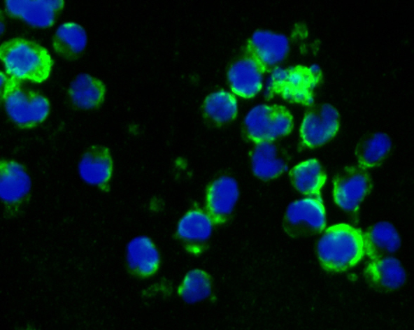 ICC staining of CD27 in K562 cells (green). Formalin fixed cells were permeabilized with 0.1% Triton X-100 in TBS for 10 minutes at room temperature and blocked with 1% Blocker BSA for 15 minutes at room temperature. Cells were probed with the primary antibody (ET7107-73, 1/50) for 1 hour at room temperature, washed with PBS. Alexa Fluor®488 Goat anti-Rabbit IgG was used as the secondary antibody at 1/1,000 dilution. The nuclear counter stain is DAPI (blue).