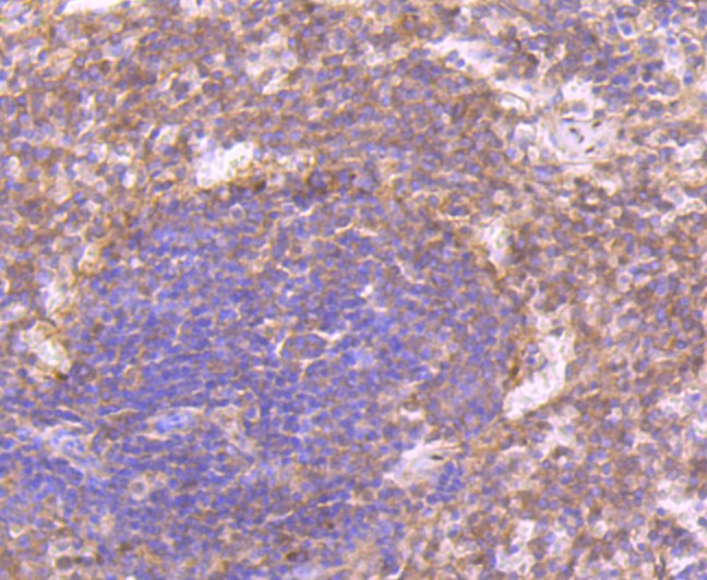 Immunohistochemical analysis of paraffin-embedded rat spleen tissue using anti-CD27 antibody. The section was pre-treated using heat mediated antigen retrieval with Tris-EDTA buffer (pH 8.0-8.4) for 20 minutes.The tissues were blocked in 5% BSA for 30 minutes at room temperature, washed with ddH2O and PBS, and then probed with the primary antibody (ET7107-73, 1/50) for 30 minutes at room temperature. The detection was performed using an HRP conjugated compact polymer system. DAB was used as the chromogen. Tissues were counterstained with hematoxylin and mounted with DPX.