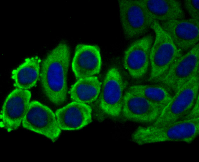 ICC staining of eEF1A1 in HepG2 cells (green). Formalin fixed cells were permeabilized with 0.1% Triton X-100 in TBS for 10 minutes at room temperature and blocked with 1% Blocker BSA for 15 minutes at room temperature. Cells were probed with the primary antibody (ET7107-75, 1/50) for 1 hour at room temperature, washed with PBS. Alexa Fluor®488 Goat anti-Rabbit IgG was used as the secondary antibody at 1/1,000 dilution. The nuclear counter stain is DAPI (blue).