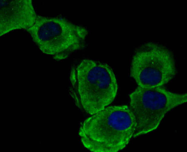 ICC staining of eEF1A1 in HUVEC cells (green). Formalin fixed cells were permeabilized with 0.1% Triton X-100 in TBS for 10 minutes at room temperature and blocked with 1% Blocker BSA for 15 minutes at room temperature. Cells were probed with the primary antibody (ET7107-75, 1/50) for 1 hour at room temperature, washed with PBS. Alexa Fluor®488 Goat anti-Rabbit IgG was used as the secondary antibody at 1/1,000 dilution. The nuclear counter stain is DAPI (blue).