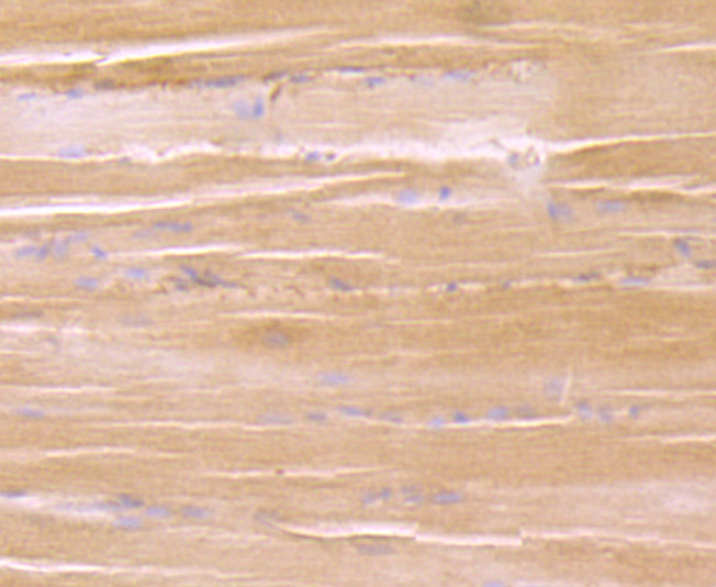 Immunohistochemical analysis of paraffin-embedded rat skeletal muscle tissue using anti-eEF1A1 antibody. The section was pre-treated using heat mediated antigen retrieval with Tris-EDTA buffer (pH 8.0-8.4) for 20 minutes.The tissues were blocked in 5% BSA for 30 minutes at room temperature, washed with ddH2O and PBS, and then probed with the primary antibody (ET7107-75, 1/50) for 30 minutes at room temperature. The detection was performed using an HRP conjugated compact polymer system. DAB was used as the chromogen. Tissues were counterstained with hematoxylin and mounted with DPX.