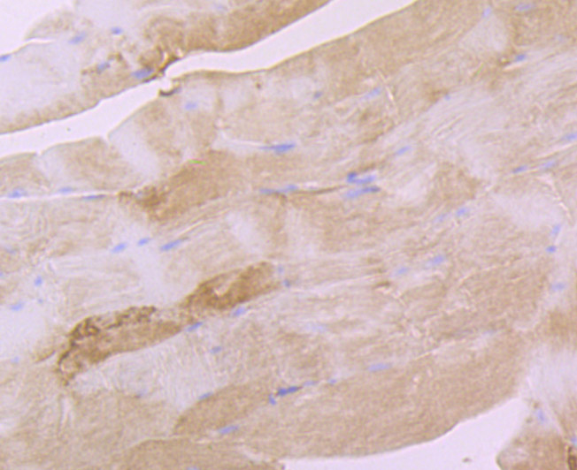 Immunohistochemical analysis of paraffin-embedded mouse smooth muscle tissue using anti-eEF1A1 antibody. The section was pre-treated using heat mediated antigen retrieval with Tris-EDTA buffer (pH 8.0-8.4) for 20 minutes.The tissues were blocked in 5% BSA for 30 minutes at room temperature, washed with ddH2O and PBS, and then probed with the primary antibody (ET7107-75, 1/50) for 30 minutes at room temperature. The detection was performed using an HRP conjugated compact polymer system. DAB was used as the chromogen. Tissues were counterstained with hematoxylin and mounted with DPX.