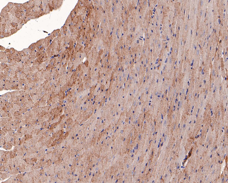 Immunohistochemical analysis of paraffin-embedded mouse heart tissue with Rabbit anti-H Cadherin antibody (ET7107-76) at 1/1,000 dilution.<br />
<br />
The section was pre-treated using heat mediated antigen retrieval with Tris-EDTA buffer (pH 9.0) for 20 minutes. The tissues were blocked in 1% BSA for 20 minutes at room temperature, washed with ddH2O and PBS, and then probed with the primary antibody (ET7107-76) at 1/1,000 dilution for 1 hour at room temperature. The detection was performed using an HRP conjugated compact polymer system. DAB was used as the chromogen. Tissues were counterstained with hematoxylin and mounted with DPX.