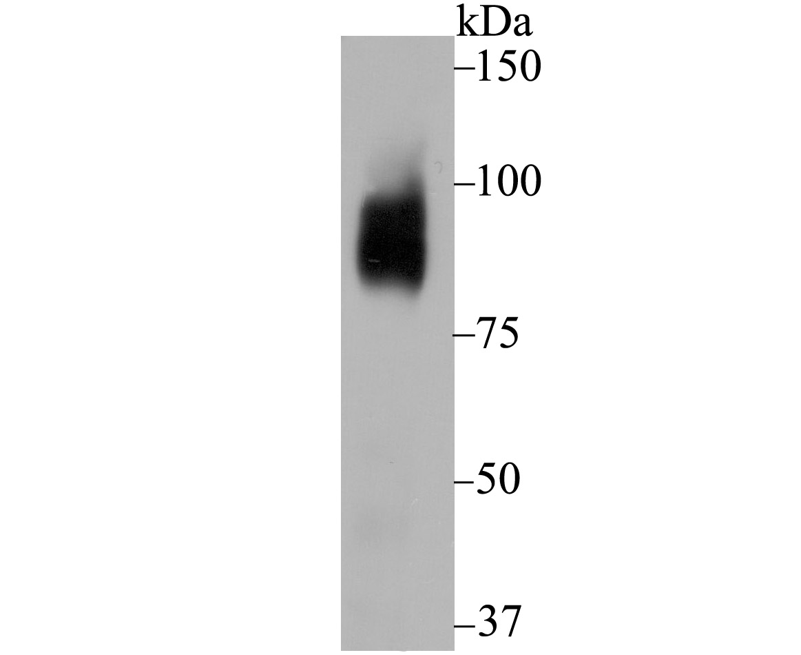 Western blot analysis of Bcl-6 on NIH/3T3 cell lysate using anti-Bcl-6 antibody at 1/500 dilution.