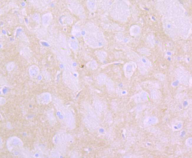 Immunohistochemical analysis of paraffin-embedded rat brain tissue using anti-Flotillin 1 antibody. Counter stained with hematoxylin.