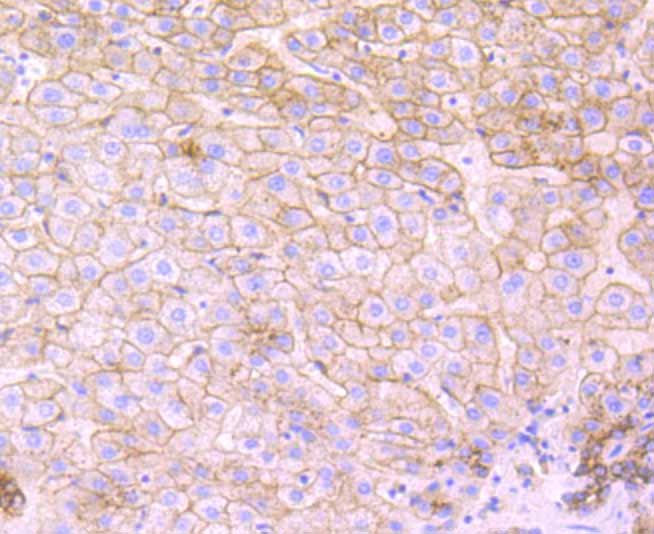 Immunohistochemical analysis of paraffin-embedded human liver tissue using anti-Flotillin 1 antibody. Counter stained with hematoxylin.