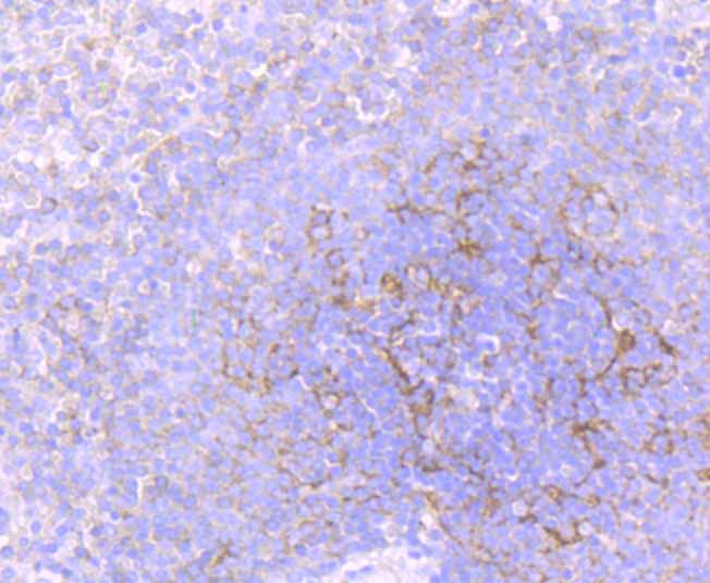 Immunohistochemical analysis of paraffin-embedded human spleen tissue using anti-Flotillin 1 antibody. Counter stained with hematoxylin.