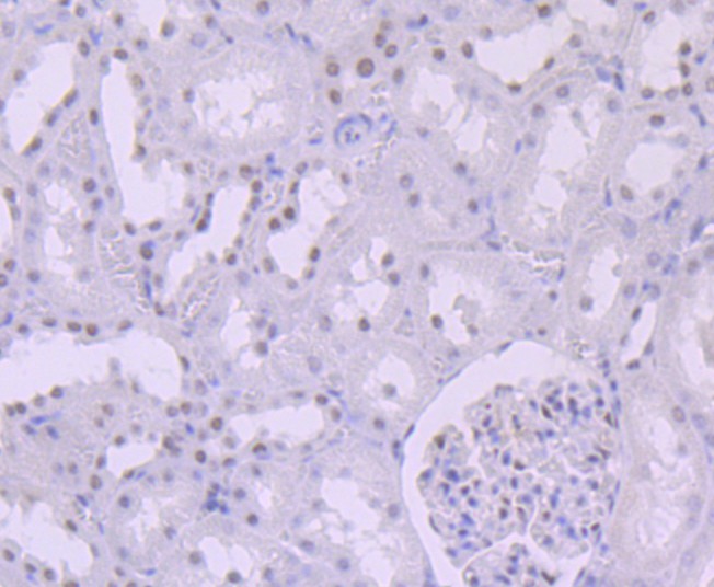 Immunohistochemical analysis of paraffin-embedded rat kidney tissue using anti-SNF5 antibody. Counter stained with hematoxylin.