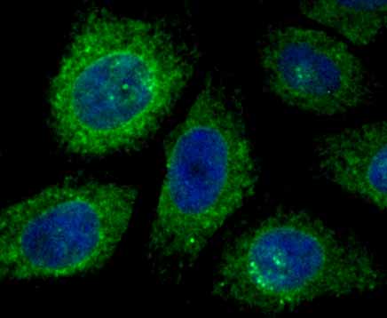 ICC staining of KDEL in HepG2 cells (green). Formalin fixed cells were permeabilized with 0.1% Triton X-100 in TBS for 10 minutes at room temperature and blocked with 1% Blocker BSA for 15 minutes at room temperature. Cells were probed with the primary antibody (ET7107-86, 1/500) for 1 hour at room temperature, washed with PBS. Alexa Fluor®488 Goat anti-Rabbit IgG was used as the secondary antibody at 1/1,000 dilution. The nuclear counter stain is DAPI (blue).