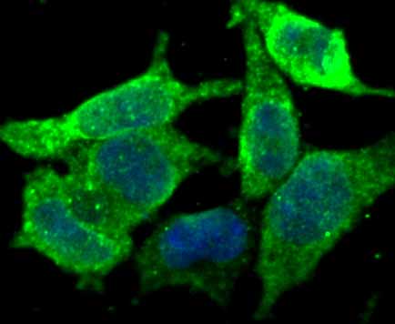 ICC staining of KDEL in 293T cells (green). Formalin fixed cells were permeabilized with 0.1% Triton X-100 in TBS for 10 minutes at room temperature and blocked with 1% Blocker BSA for 15 minutes at room temperature. Cells were probed with the primary antibody (ET7107-86, 1/500) for 1 hour at room temperature, washed with PBS. Alexa Fluor®488 Goat anti-Rabbit IgG was used as the secondary antibody at 1/1,000 dilution. The nuclear counter stain is DAPI (blue).