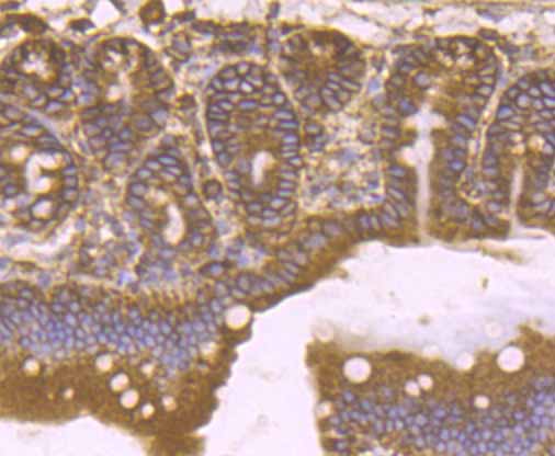 Immunohistochemical analysis of paraffin-embedded mouse small intestine tissue using anti-KDEL antibody. The section was pre-treated using heat mediated antigen retrieval with Tris-EDTA buffer (pH 8.0-8.4) for 20 minutes.The tissues were blocked in 5% BSA for 30 minutes at room temperature, washed with ddH2O and PBS, and then probed with the primary antibody (ET7107-86, 1/50) for 30 minutes at room temperature. The detection was performed using an HRP conjugated compact polymer system. DAB was used as the chromogen. Tissues were counterstained with hematoxylin and mounted with DPX.
