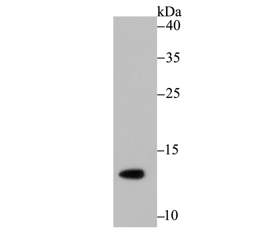 Western blot analysis of Histone H4 (acetyl K16) on SiHa cell lysates. Proteins were transferred to a PVDF membrane and blocked with 5% BSA in PBS for 1 hour at room temperature. The primary antibody (ET7107-89, 1/500) was used in 5% BSA at room temperature for 2 hours. Goat Anti-Rabbit IgG - HRP Secondary Antibody (HA1001) at 1:200,000 dilution was used for 1 hour at room temperature.